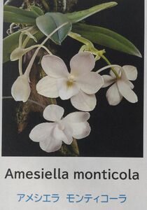 【北軽ガーデン】＊熱帯植物＊Amesiella monticola＊洋ラン原種＊アメシエラ　モンティコーラ＊美花人気種＊フィリピン原産＊