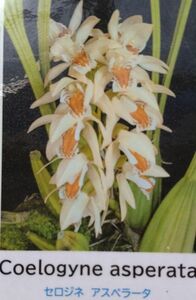 【北軽ガーデン】＊熱帯植物＊Coelogyne asperata＊洋ラン原種＊セロジネ　アスペラータ＊花の良いセロジネ原種＊ボルネオ島原産＊