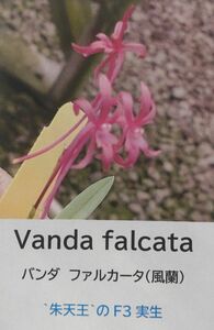 【北軽ガーデン】＊熱帯植物＊Vanda falcata＊バンダ　ファルカータ＊風蘭＊濃色系＊朱天王のF3実生＊