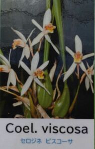 【北軽ガーデン】＊熱帯植物＊Coelogyne viscosa＊洋ラン原種＊セロジネ　ビスコーサ＊株姿良い種＊ヒマラヤ山麓原産＊