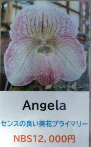 【北軽ガーデン】＊パフィオ＊Paph.Angela＊プライマリー交配＊人気品種＊アンジェラ＊美花多い＊