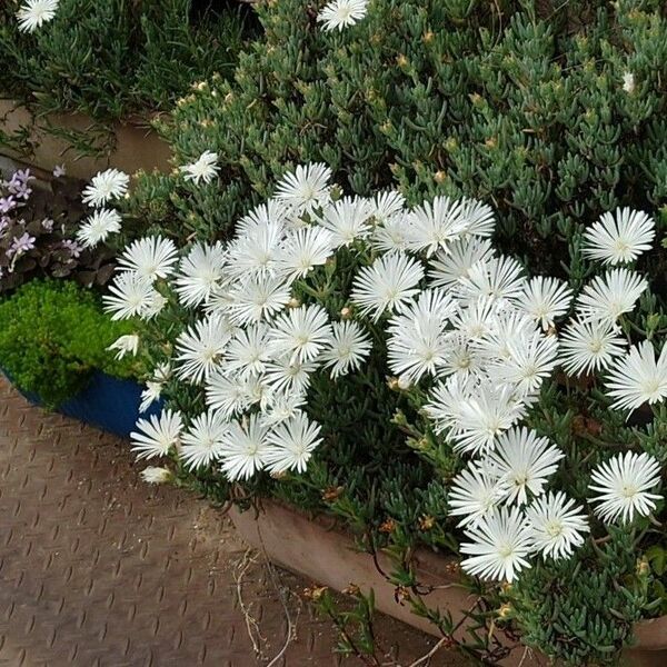 マツバギク 白花 大輪 カット苗 ８本 