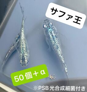 サファ王　 有精卵　50コ＋α めだか メダカ　サファイア　ラメ王　高級メダカ　PSB光合成細菌付き