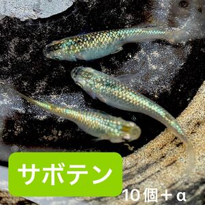 サボテン　めだか メダカ　卵　有精卵10+α 高級メダカ