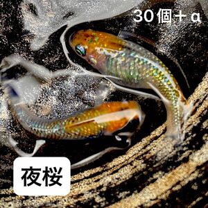 夜桜　高級メダカ　 めだか　30個＋α 有精卵　ラメ　