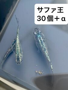 サファ王　有精卵　30個＋α 高級メダカ　 めだか