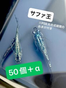 サファ王　有精卵　50個＋α メダカ　めだか　高級メダカ　PSB光合成細菌付き　サファ王