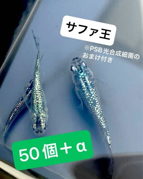 サファ王　有精卵　50個＋α 高級メダカ　サファ王　ラメ王　PSB光合成細菌のおまけ付き