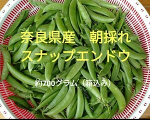 無農薬　新鮮　スナップエンドウ　奈良県産