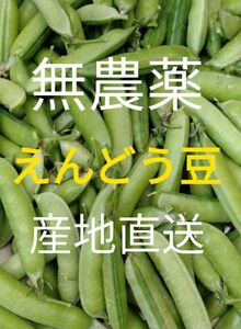 無農薬　新鮮　えんどう豆　奈良県産