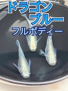【薫メダカ。】厳選『ドラゴンブルー』極上フルボディー有精卵３０個＋α 検索用エメキン　王華だるま　サファイア 外光 みゆき幹之