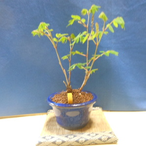 豆助ミニ盆栽 庭藤・赤花・樹高１０㎝越えで小品盆栽の画像2