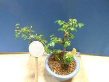 豆助ミニ盆栽　世界最小のミニバラ【知多姫】・ミニバラ_画像3