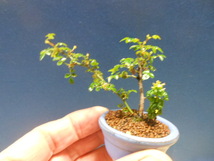 豆助ミニ盆栽　世界最小のミニバラ【知多姫】・ミニバラ_画像4