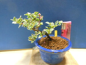  legume . mini bonsai . purple .. . entering 