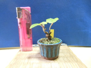  legume . mini bonsai ultimate small. gamazmi* small bonsai 