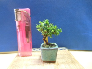  legume . mini bonsai .. stone . Japanese cedar * small bonsai * height of tree 3*5.