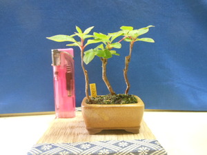  legume . mini bonsai dou Dan azalea. root ream 
