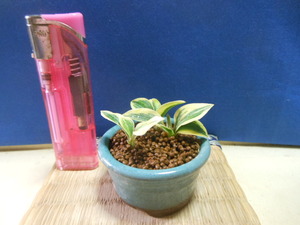  legume . mini bonsai settled . island . woman hosta. large . wheel * undergrowth * fields and mountains grass 