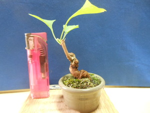 legume . mini bonsai ginkgo biloba 