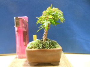  legume . mini bonsai koto .momiji, real raw * ultimate small leaf .
