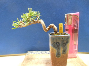  legume . mini bonsai ... leaf * self root *. leaf pine * pot,. mountain 
