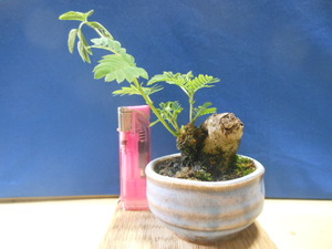 legume . mini bonsai very thick. ... tree * height of tree 10. to cross . shohin bonsai 