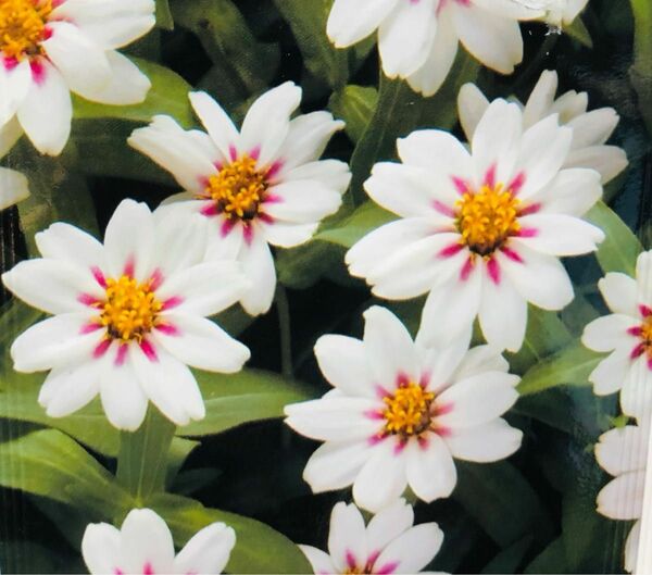 百日草 ザハラ　スターライトローズ　明るい花色と可愛い花形　夏花壇に最適　12粒
