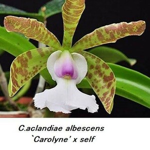 HIF洋蘭 373 C. aclandiae albescens 'Carolyne' x self
