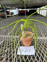 HIF洋蘭 421 V. curvifolia ( Asctm. curvifolium )_画像2
