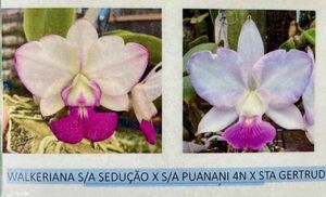 HIF洋蘭 432 C. walkeriana semi-alba x sib. ('Sedocau' x 'Puanani 4N') x 'Sta gertrud'