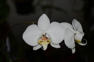 HIF洋蘭 380 Phal. aphlodite (自然種)