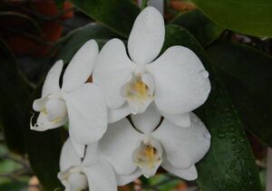 HIF洋蘭 427 Phal. amabilis (自然種)
