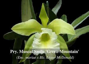 HIF洋蘭 401 Pry. Muscat Smile 'Green Mountain' (MC)