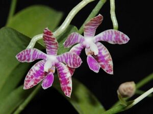 HIF洋蘭 382 Phal. lueddemanniana ( Quezon type ) (自然種)