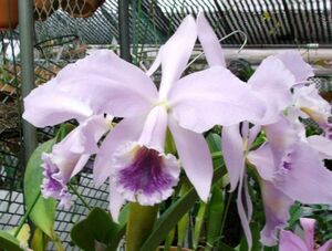 HIF洋蘭 461 C. labiata coerulea x sib. ('Hsinying' x '#3')