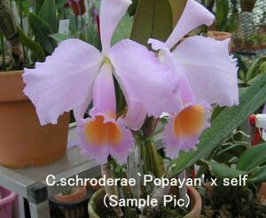 HIF洋蘭 403 C. schroederae 'Popayan' x self