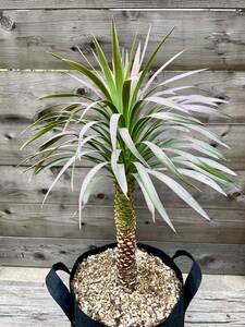  yucca tesmetia-na rare domestic rearing large stock . leaf Driger ten Lost la-ta