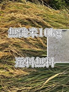  new rice . peace 5 year 10kg beautiful taste ... rice free shipping musenmai . bargain 1