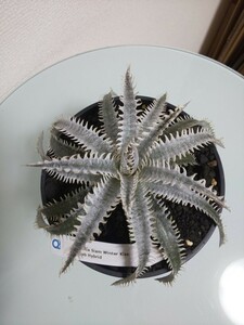 Siam Winter Kiss Dyckia ディッキア　サイアムウィンターキス　アナナス　ブロメリア　Bromeliad Ananas　観葉植物　サボテン　ホワイト