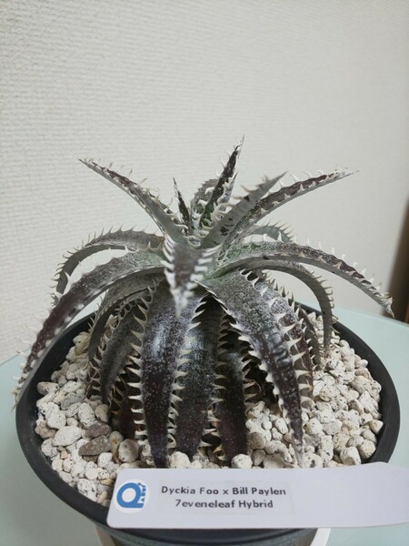 FOO × Bill Paylen　Dyckia ディッキア　アナナス　ブロメリア　Bromeliad Ananas　観葉植物　サボテン　タグ　tag　コンパクト　hyb