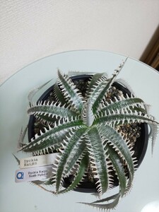 Raijin　Dyckia ディッキア　アナナス　ブロメリア　Bromeliad Ananas　観葉植物　サボテン　タグ　tag Sueb ハイブリッド　交配種　ドリル