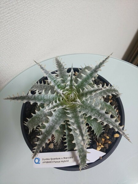 Quantum × Mercury #PSB003 Panus Hybrid　Dyckia ディッキア　アナナス　ブロメリア　Bromeliad Ananas　観葉植物　サボテン　タグ　白色