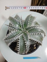 Arabica　Dyckia　ディッキア　アラビカ　アナナス　ブロメリア　Bromeliad　Ananas　観葉植物　サボテン　タグ　tag 活着済み　タイ_画像8