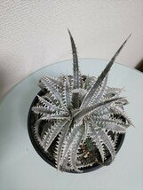 Sun Bear F2　Dyckia　ディッキア　アナナス　ブロメリア　Bromeliad　Ananas　観葉植物　サボテン　交配種　ハイブリッド　細葉　アメリカ_画像6