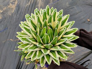 アガベ 笹の雪 ロッキー白山 Agave victoriae-reginae ビクトリア レジーナ 子株出品 めちゃくちゃ親株綺麗 抜き苗