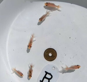 和栄のおじさまの東錦　 稚魚　６匹　Ｂ