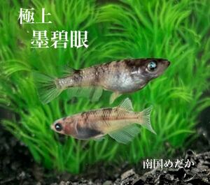 [ Nankoku оризия ] очень популярный * первоклассный *[.. глаз ]. рыба 10 шт после рождения 3 неделя ~1 месяцев степень [ для поиска ]. Blue Eye мир .