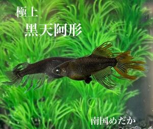 [ Nankoku medaka ] the first * finest quality *[. heaven . shape ]. fish 10 pcs post-natal 3 week ~1 months degree [ for searching ]. heaven illusion dragon . shape Blue Eye light body series 