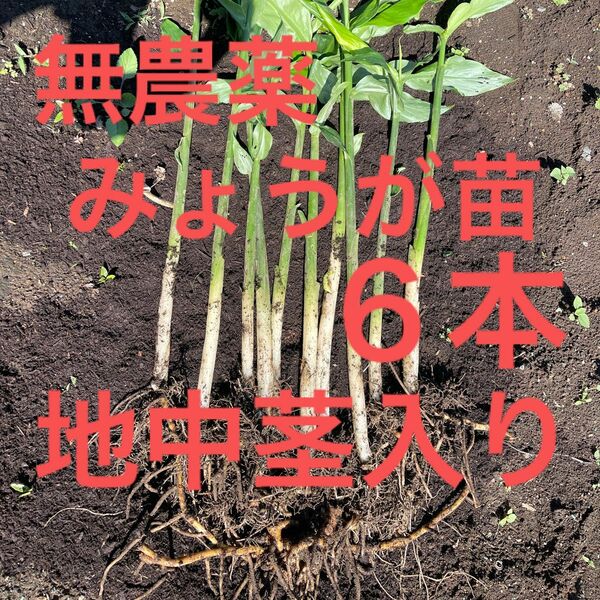 みょうが苗　６本　地中茎入り　無農薬